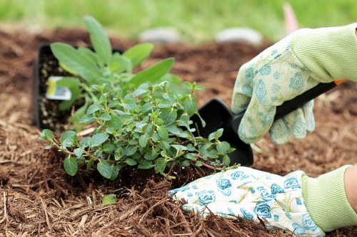 Professional lawn care for a garden in Ickenham