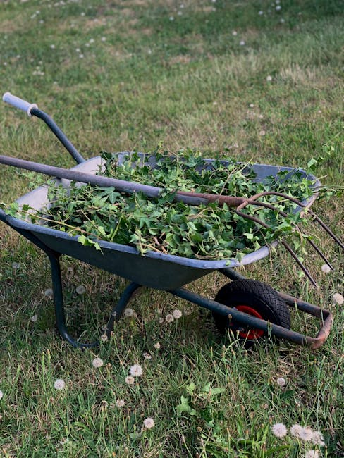A metal wheelbarrow filled with garden waste, including cut flowers, plant stems, and leaves, is positioned on a grassy lawn in front of a neatly trimmed green hedge. The wheelbarrow has a large black